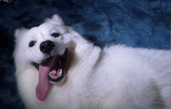 狗狗手术后怎么养,狗狗手术后护理方法