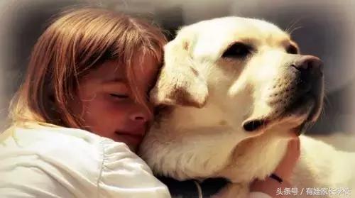 狗狗中暑缓解后还有危险吗,狗狗也会情绪低落吗