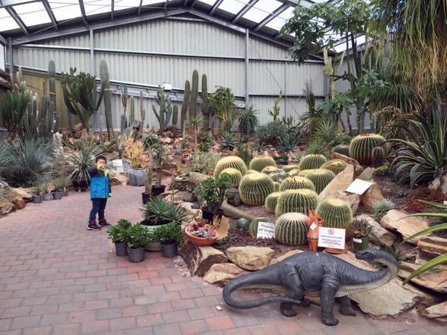 多肉植物澳大利亚墨尔本,墨尔本多肉