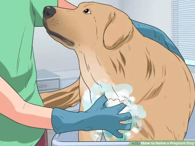 照顾怀孕狗的注意事项,怎么照顾孕期的母狗