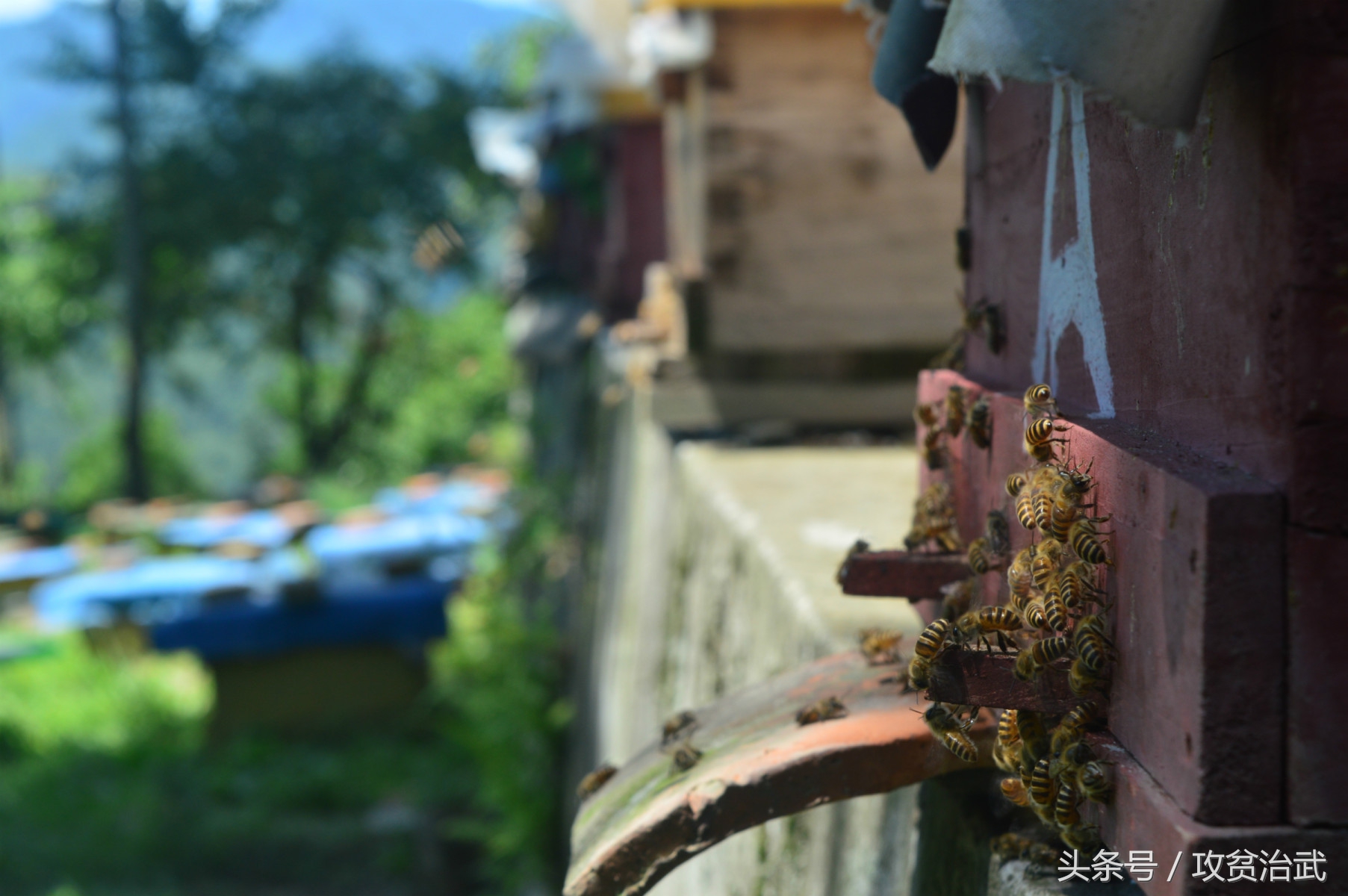 醉倒在南桥，只因平武独特的美