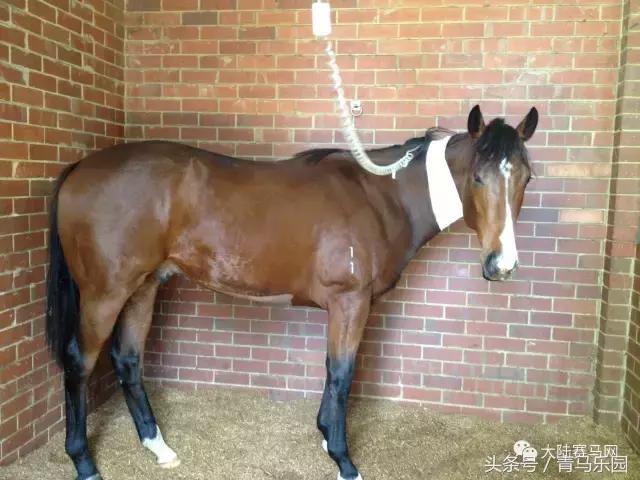 马生病怎么办最有效,马生病并发症