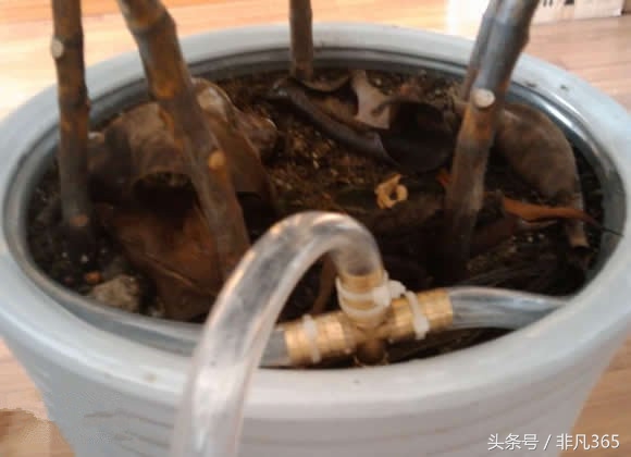 夏天植物不记得浇水了怎么办,如何制作植物自动浇水器