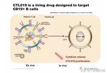 120万cart-t疗法利弊分析,一文读懂cart细胞免疫疗法