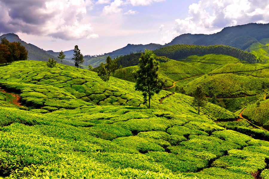 茶语说生活,茶语生活完整版