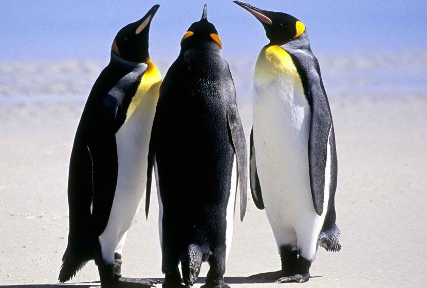 企鹅号快速运营方法,企鹅号如何吸粉增加流量