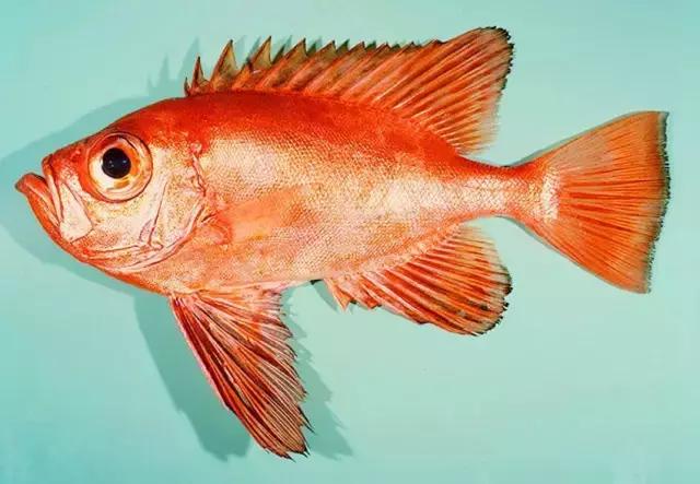 《一啸渔乐》常见的海鱼你认识多少？