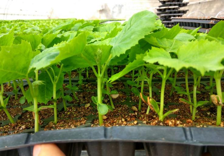 苦瓜种植旁边的菜发苦,苦瓜怎么种植不苦