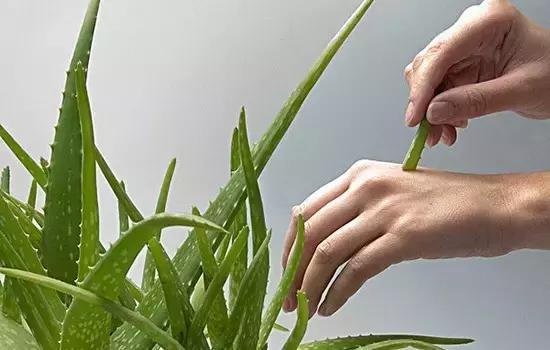 如何在家自制芦荟面膜,生活小妙招用芦荟胶做面膜