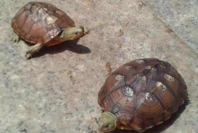 养龟水碱如何解决,龟治水霉病最简单的方法