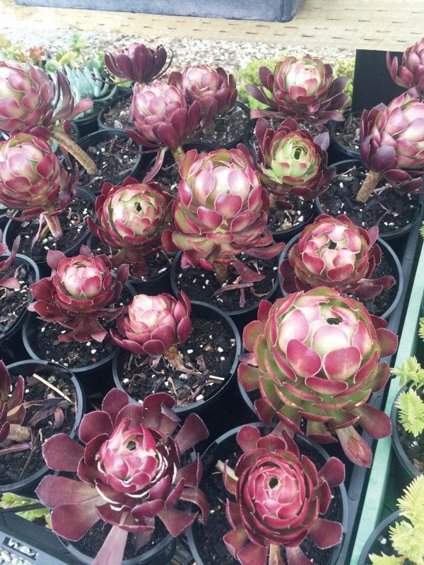 多肉植物澳大利亚墨尔本,墨尔本多肉