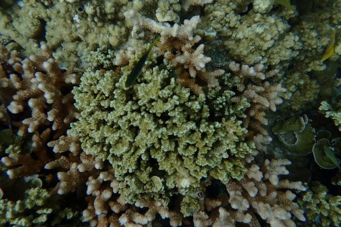 看鲨鱼，玩泥巴，看男人穿婚纱，带你看不一样的帕劳