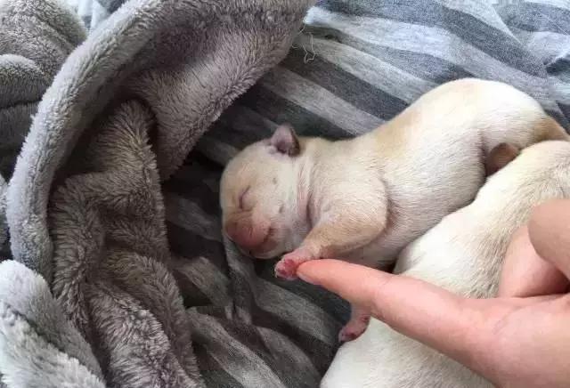 一梦谈狗：听说你喜欢法国斗牛犬，那你了解它么？