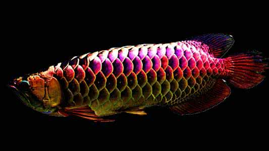 观赏鱼因为打斗掉鳞咋整,观赏鱼打架了怎么办呢用什么药