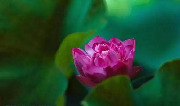 稻花香里说丰年诗词讲解,稻花香里说丰年听取蛙声一片500字