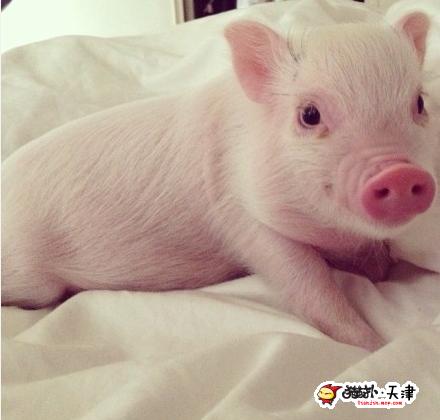 家猪生病怎么办,梦见自家养的猪生病了