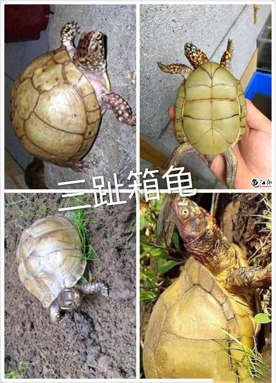 箱龟怎么区分品种,箱龟种类大全