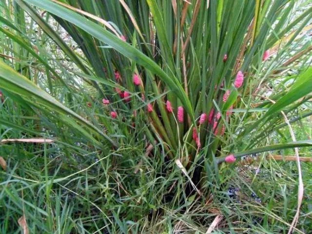 田螺吃中毒,爆炒螺蛳中毒