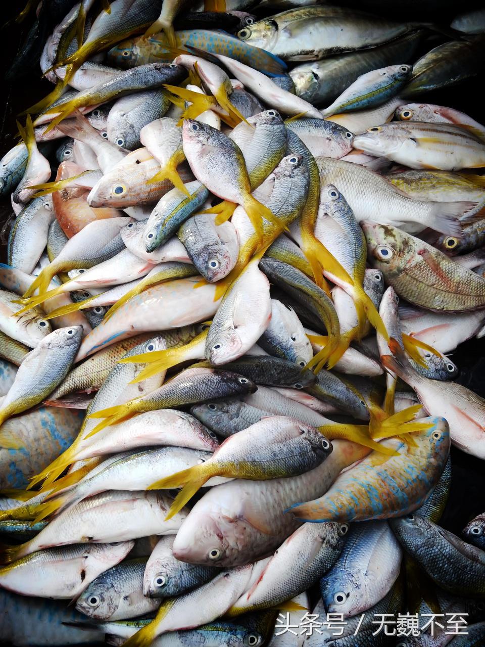 仙本那人间仙境的秘密,仙本那不为人知的一面