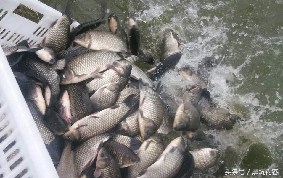 黑坑钓鲫鱼选钓位技巧大揭秘,黑坑为什么钓不到鱼放了什么药