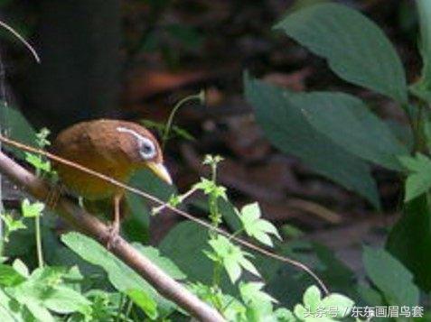 东东画眉鸟原毛讲解,东东画眉鸟