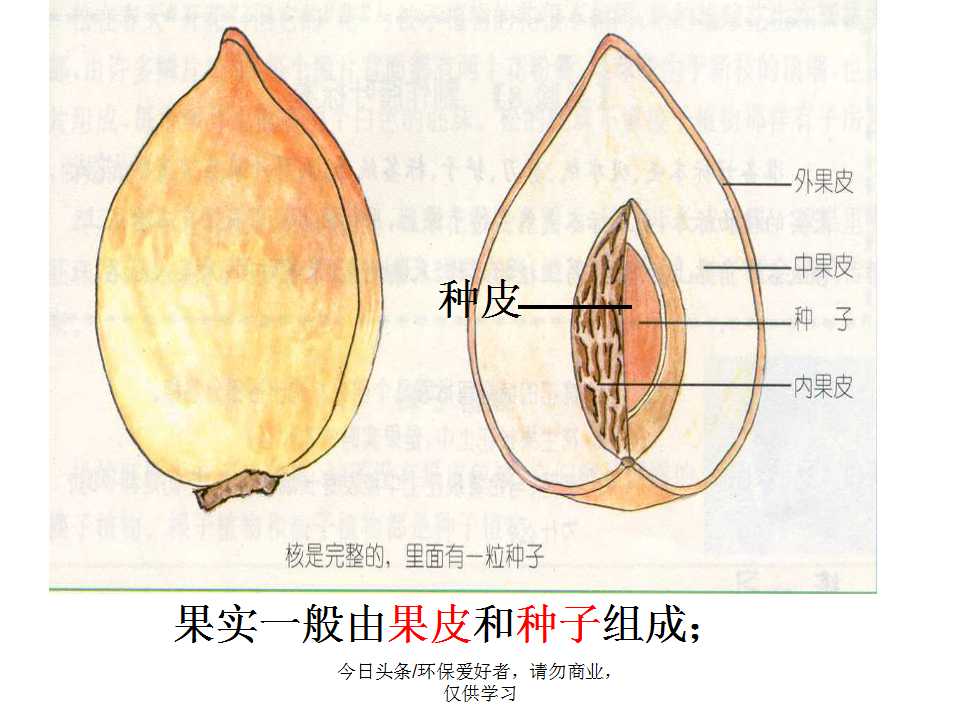 认识植物从身边开始,认识植物的根茎叶各个部分