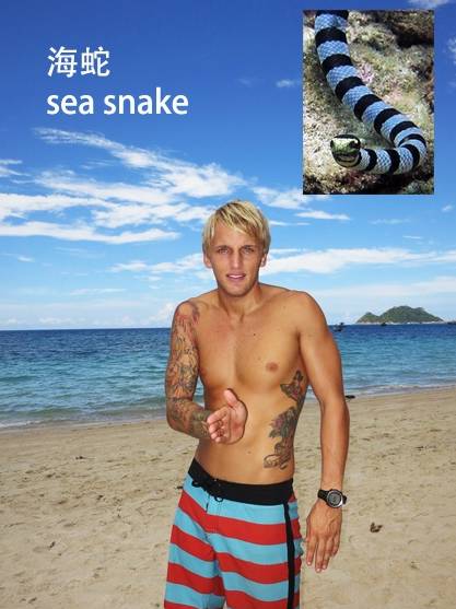 各种鱼的手势,海鱼表示动作词语