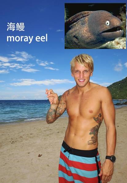 各种鱼的手势,海鱼表示动作词语