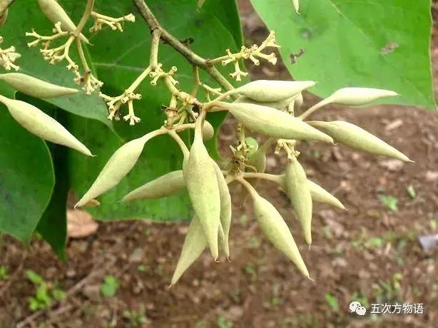 真正的梧桐树有梧桐果吗,真正的梧桐长什么样