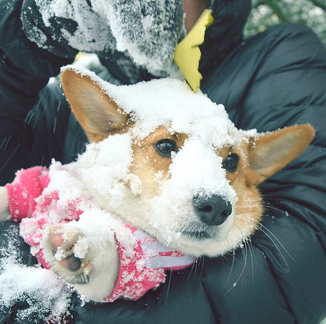 狗狗坏习惯的纠正训练,道格队长宠物