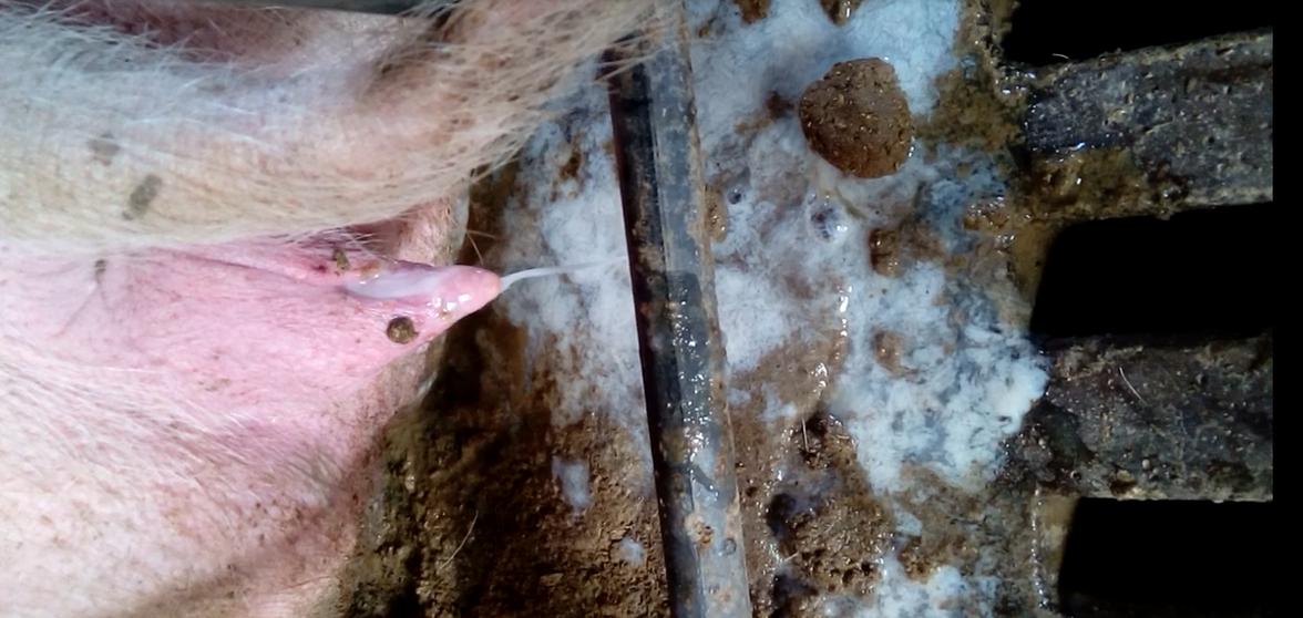 母猪产前产后注意事项以及产后不食少乳炎症处理方法