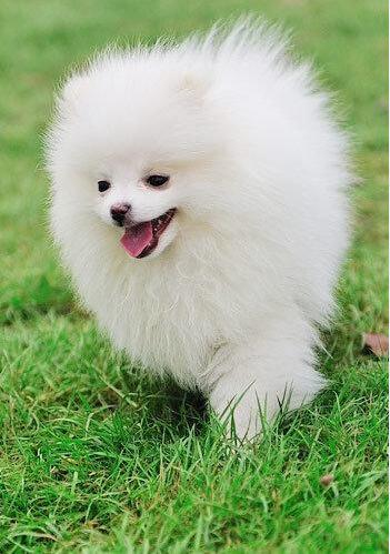 挑选博美幼犬的技巧,纯种和普通串串博美犬的区别图