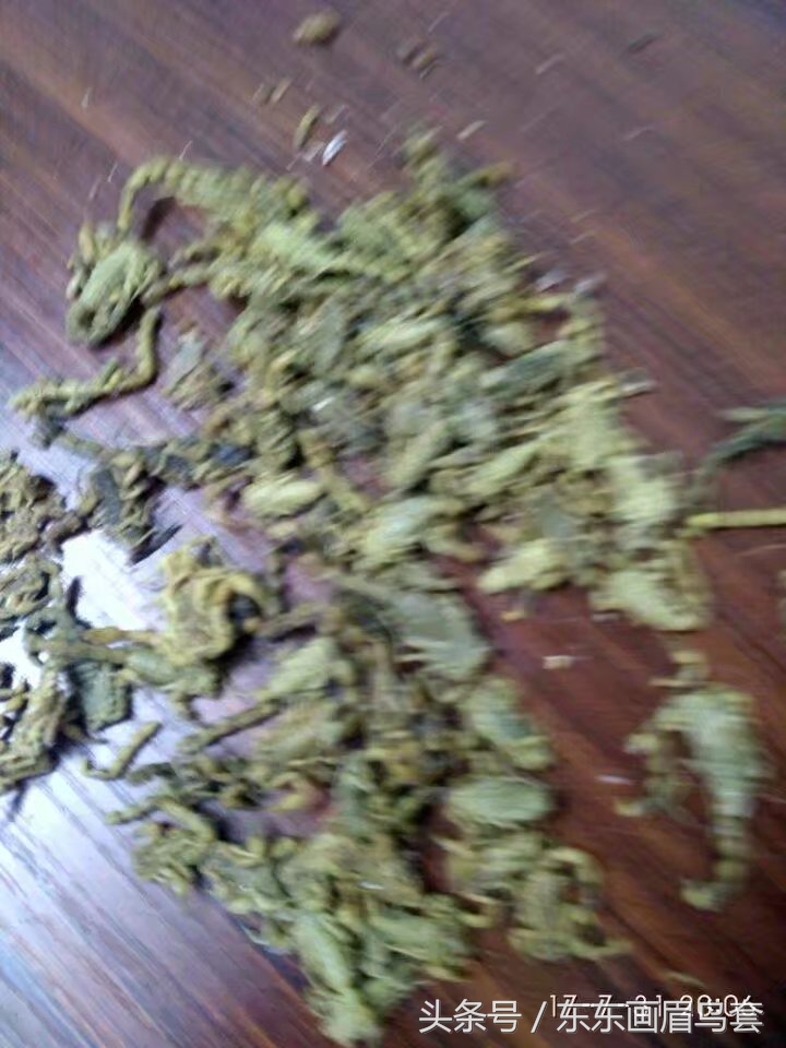 东东画眉鸟原毛讲解,换毛饲料画眉鸟