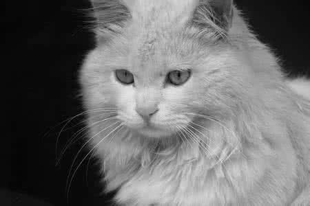 世界上最牛的喵星人,喵星人世界上有几个品种