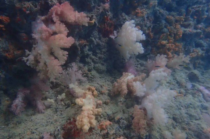 看鲨鱼，玩泥巴，看男人穿婚纱，带你看不一样的帕劳