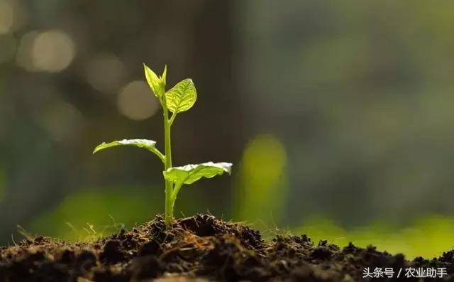 枯草芽孢杆菌能浇花吗,枯草芽孢杆菌生产方法