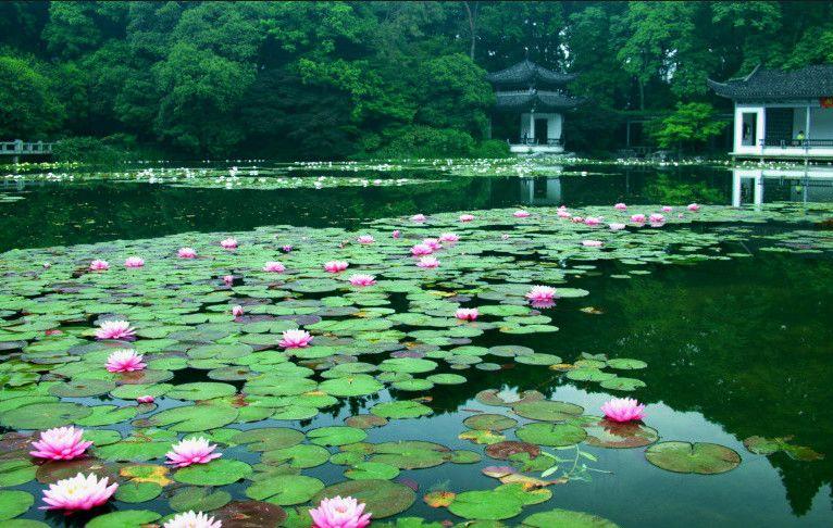 鱼缸养睡莲的养殖方法视频,家庭养睡莲用多大的缸合适