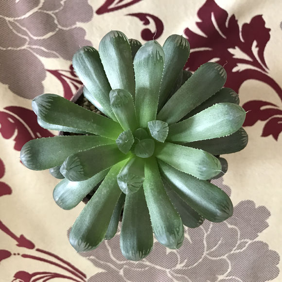 玉露怎么可以快速长大,干瘪的玉露怎么救