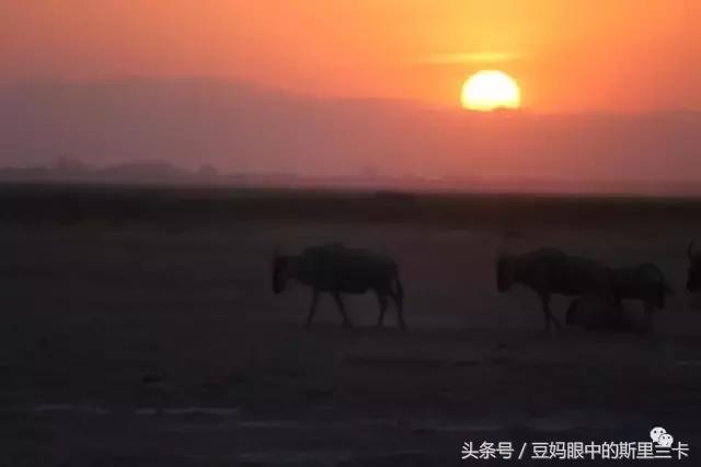 风动？树动？心动！致你，Kenya