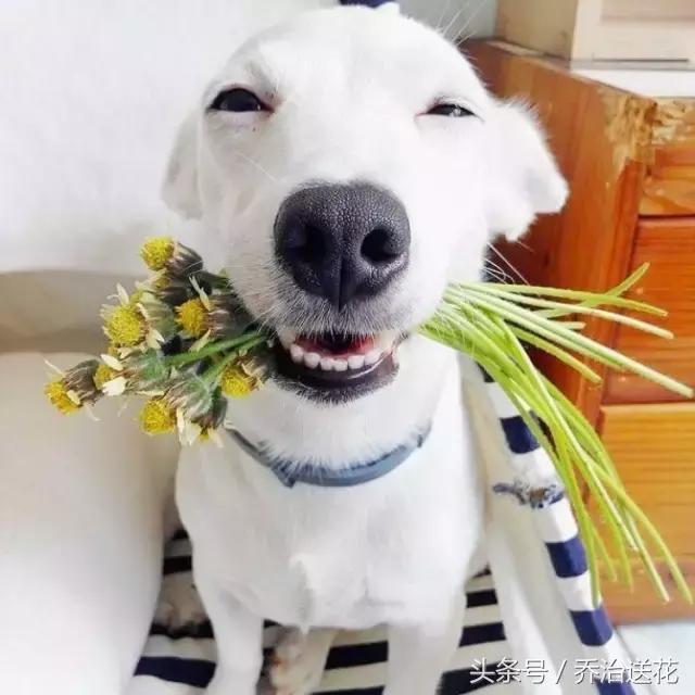 难得一见的好看狗,你见过有如此灵性的狗吗