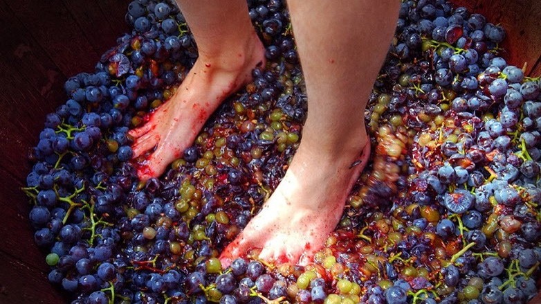 国外葡萄酒是用脚踩的吗,脚踩出来的葡萄酒好喝吗