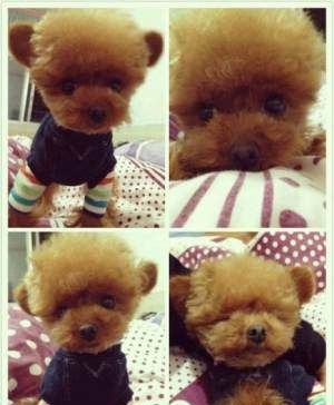 立耳泰迪和飞耳泰迪哪个好,飞耳泰迪和裁耳泰迪怎么区别