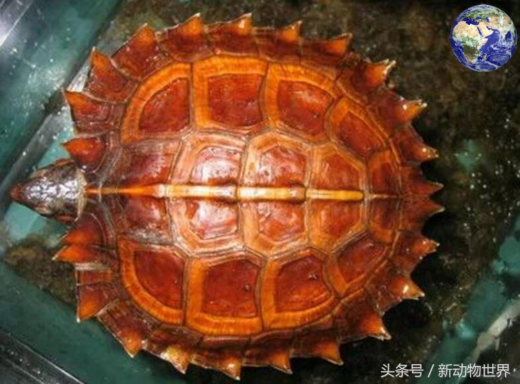 浑身是刺乌龟,满身尖刺的乌龟