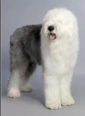 各种狗及身价，终于收全了