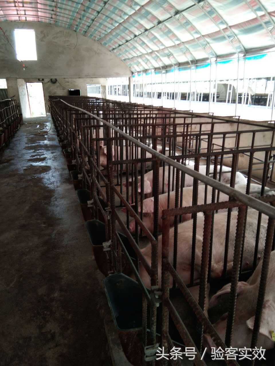 董广林猪业视频,董广林母猪饲养