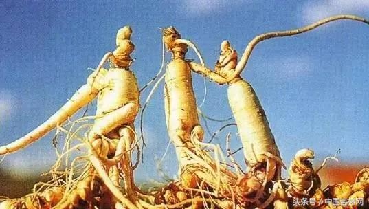 到吉林玩买啥、吃啥？再也不用刘烨代购吉林土特产了！