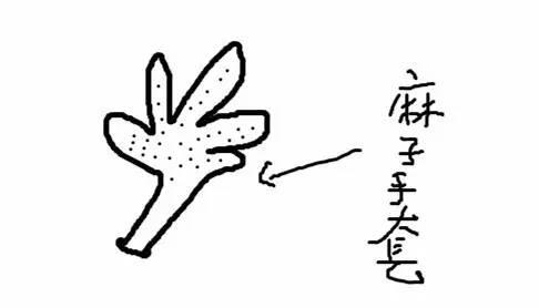 剃除毛发,白猫剃毛