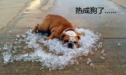 狗狗中暑有啥症状及解决方法,狗狗中暑怎么预防持续降温