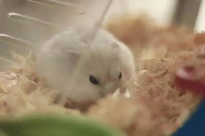 宠物仓鼠视频集,仓鼠宠物的视频