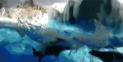 企鹅是什么种类动物,动物百科知识科普企鹅品种